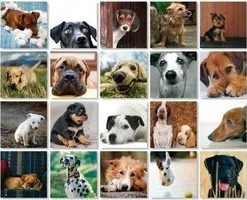 Remember - Remember Memory Spel Dogs -Exporteren spellen-voor winkel 550x200 2