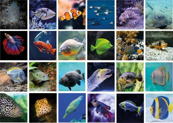 Huurdies Cadeautip! Vissen Memory - Vissen- Memory Spel - 70 Stuks - Schoencadeautjes Sinterklaas 3 Huurdies Cadeautip! Vissen Memory - Vissen- Memory Spel - 70 Stuks - Schoencadeautjes Sinterklaas